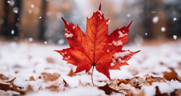 stopbleeding.ca - Canadian News Analysis